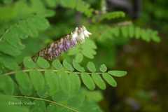 Astragalus chlorostachys